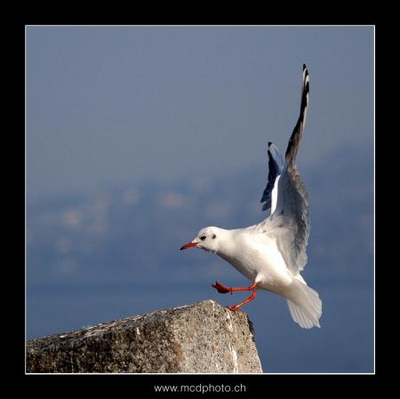 Mouette